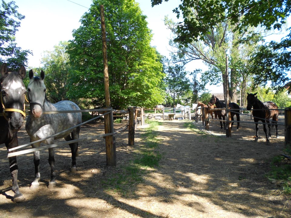 Pferdekoppel in der Freudenau